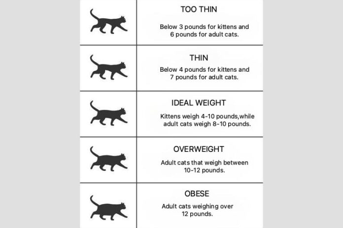cat overweight chart