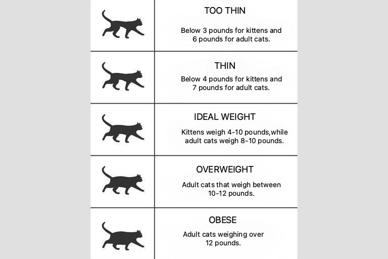 Is my cat overweight? 5 Ways to make sure your cat is a healthy weight