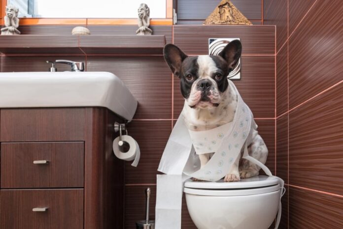 What Smell Do Dogs Hate to Pee On 6 Dog-Repelling Scents