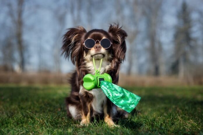 essential dog poop removal tools for efficient cleanup