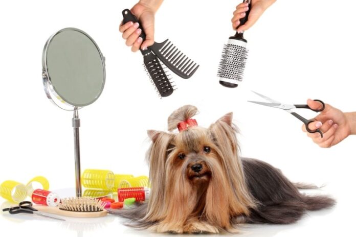 convenience of mobile grooming services bringing the pet salon to your doorstep