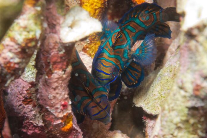 how to successfully introduce a green mandarin dragonet into your aquarium