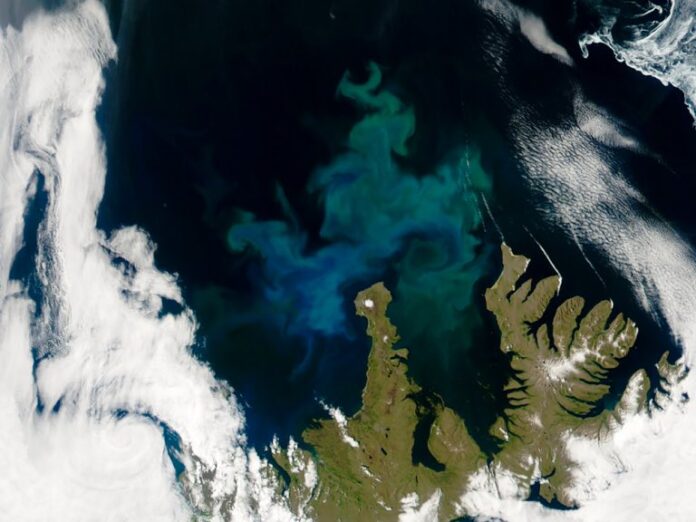 the importance of phytoplankton in marine ecosystems