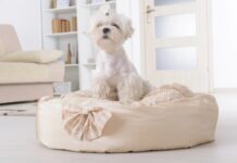 5 Best Tips for Finding the Right Pet Bed 5 best tips for finding the right pet bed
