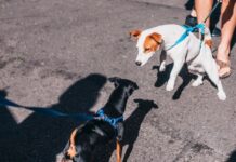 The Complete Guide to Dog Barking Collars: Do They Really Work? the complete guide to dog barking collars