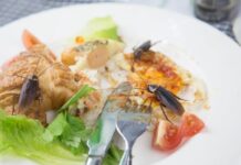 The Future of Dubia Roaches in the Pet Industry the future of dubia roaches in the pet industry