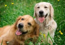 How to Keep Your Dog Happy: Essential Tips Every Owner Should Know how to keep your dog happy essential tips every owner should know
