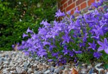 Eco-Friendly Garden Designs Using Gravel and Native Plants eco friendly garden designs using gravel and native plants