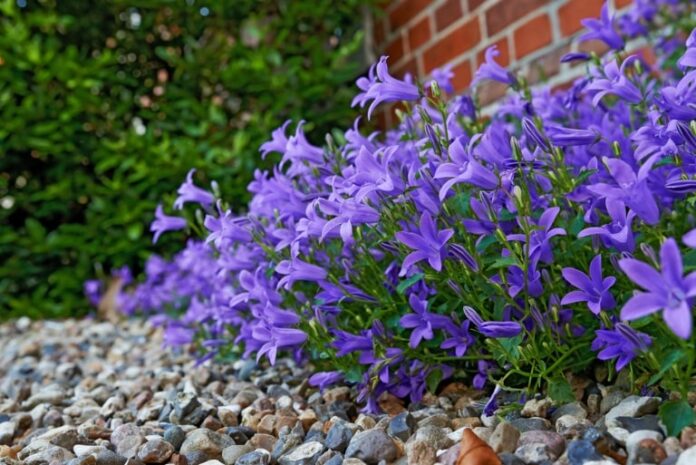 eco friendly garden designs using gravel and native plants